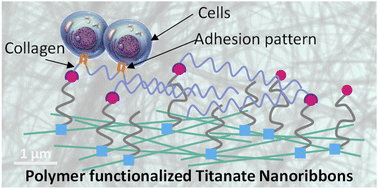 Graphical abstract: Titanate nanoribbon-based nanobiohybrid for potential applications in regenerative medicine