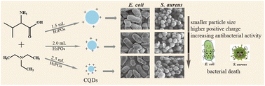 Graphical abstract: Enhanced antibacterial activity with increasing P doping ratio in CQDs