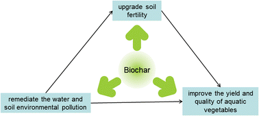 Graphical abstract: Responses of aquatic vegetables to biochar amended soil and water environments: a critical review