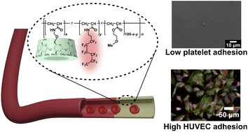 Graphical abstract: Simultaneous control of the mechanical properties and adhesion of human umbilical vein endothelial cells to suppress platelet adhesion on a supramolecular substrate