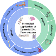 Graphical abstract: Advances and prospects of dynamic DNA nanostructures in biomedical applications