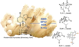 Graphical abstract: Norsesquiterpenoids from the octocoral Paralemnalia thyrsoides (Ehrenberg 1834)