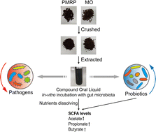 Graphical abstract: The in vitro fermentation of compound oral liquid by human colonic microbiota altered the abundance of probiotics and short-chain fatty acid production