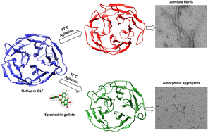 Graphical abstract: Amyloid fibrillation of the glaucoma associated myocilin protein is inhibited by epicatechin gallate (ECG)