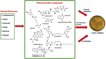 Graphical abstract: Natural products as antivibrio agents: insight into the chemistry and biological activity