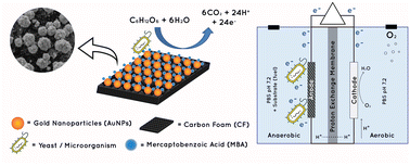 Graphical abstract: Modification of carbon foam with 4-mercaptobenzoic acid functionalised gold nanoparticles for an application in a yeast-based microbial fuel cell