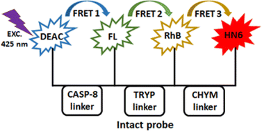 Graphical abstract: Triple-FRET multi-purpose fluorescent probe for three-protease detection