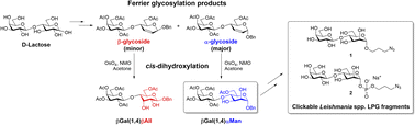 Graphical abstract: A Ferrier glycosylation/cis-dihydroxylation strategy to synthesize Leishmania spp. lipophosphoglycan-associated βGal(1,4)Man disaccharide
