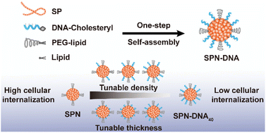 Graphical abstract: Precisely controlling the cellular internalization of DNA-decorated semiconductor polymer nanoparticles for drug delivery