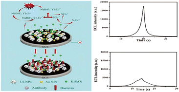 Graphical abstract: NaBiF4 upconversion nanoparticle-based electrochemiluminescent biosensor for E. coli O157 : H7 detection