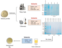 Graphical abstract: Factors affecting sericin hydrolysis and application of sericin hydrolysate in sericin films