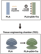 Graphical abstract: Polydopamine-assisted tranilast immobilization on a PLA chamber to enhance fat flaps regeneration by reducing tissue fibrosis