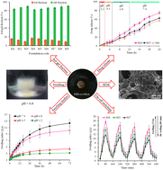 Graphical abstract: A pH responsive and superporous biocomposite hydrogel of Salvia spinosa polysaccharide-co-methacrylic acid for intelligent drug delivery