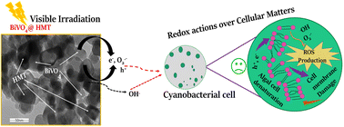 Graphical abstract: Hydrogen peroxide modified and bismuth vanadate decorated titanium dioxide nanocomposite (BiVO4@HMT) for enhanced visible light photocatalytic growth inhibition of harmful cyanobacteria in water