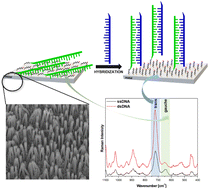 Graphical abstract: Surface-enhanced Raman scattering used to study the structure of layers formed on metal surfaces from single-stranded DNA and 6-mercaptohexan-1-ol: influence of hybridization with the complementary DNA and influence of the metal substrate