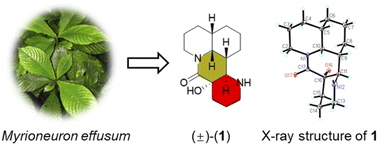 Graphical abstract: Scalemic myrionsumamide A, tetracyclic skeleton alkaloids from Myrioneuron effusum