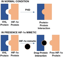 Graphical abstract: A novel family of small molecule HIF-1 alpha stabilizers for the treatment of diabetic wounds; an integrated in silico, in vitro, and in vivo strategy