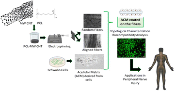 Graphical abstract: Schwann cell-matrix coated PCL-MWCNT multifunctional nanofibrous scaffolds for neural regeneration