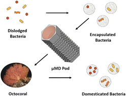 Graphical abstract: Microfabrication of a micron-scale microbial-domestication pod for in situ cultivation of marine bacteria