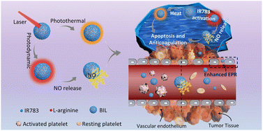 Graphical abstract: Controlled release of nitric oxide for enhanced tumor drug delivery and reduction of thrombosis risk