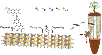 Graphical abstract: Fulvic–polyphosphate composite embedded in ZnO nanorods (FA–APP@ZnO) for efficient P/Zn nutrition for peas (Pisum sativum L.)