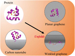 Graphical abstract: A wrinkled nanosurface causes accelerated protein unfolding revealing its critical role in nanotoxicity