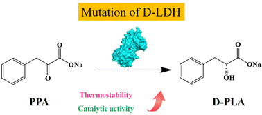 Graphical abstract: Simultaneous improvement of the thermostability and activity of lactic dehydrogenase from Lactobacillus rossiae through rational design