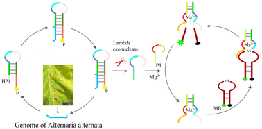 Graphical abstract: Fluorescent detection of brown spot of tobacco caused by Alternaria alternata based on lambda exonuclease-induced DNAzyme amplification