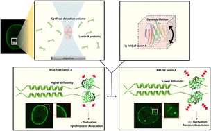 Graphical abstract: Slower diffusion and anomalous association of R453W lamin A protein alter nuclear architecture in AD-EDMD