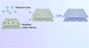 Graphical abstract: Investigation on dyeing mechanism of modified cotton fiber
