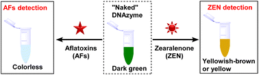 Graphical abstract: Visual detection of aflatoxin B1 and zearalenone via activating a new catalytic reaction of “naked” DNAzyme