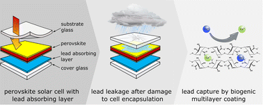 Graphical abstract: Lead-binding biogenic polyelectrolyte multilayer coating for lead retention in perovskite solar cells