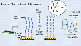 Graphical abstract: Highly sensitive pork meat detection using copper(ii) tetraaza complex by electrochemical biosensor