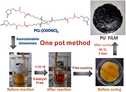 Graphical abstract: Biodegradable isocyanate-free polyurethane films via a noncatalytic route: facile modified polycaprolactone triol and biobased diamine as precursors