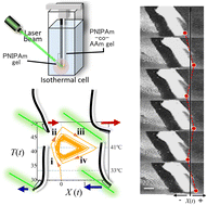 Graphical abstract: Light-driven autonomous swing of multi-layered hydrogel