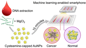 Graphical abstract: Rapid detection of cancer DNA in human blood using cysteamine-capped AuNPs and a machine learning-enabled smartphone