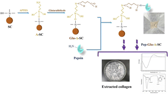 Graphical abstract: Preparation of immobilized pepsin for extraction of collagen from bovine hide