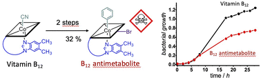 Graphical abstract: Functionalisation of vitamin B12 derivatives with a cobalt β-phenyl ligand boosters antimetabolite activity in bacteria
