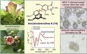 Graphical abstract: Naphthylisoindolinone alkaloids: the first ring-contracted naphthylisoquinolines, from the tropical liana Ancistrocladus abbreviatus, with cytotoxic activity