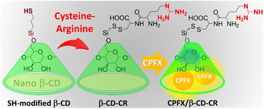 Graphical abstract: An effective antimicrobial complex of nanoscale β-cyclodextrin and ciprofloxacin conjugated to a cell adhesive dipeptide