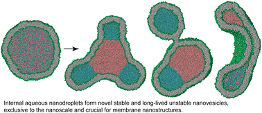 Graphical abstract: Compartmentalizing and sculpting nanovesicles by phase-separated aqueous nanodroplets