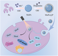 Graphical abstract: Facile synthesis of phycocyanin/polydopamine hierarchical nanocomposites for synergizing PTT/PDT against cancer