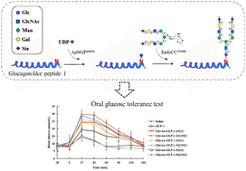 Graphical abstract: Identification of the effect of N-glycan modification and its sialylation on proteolytic stability and glucose-stabilizing activity of glucagon-like peptide 1 by site-directed enzymatic glycosylation