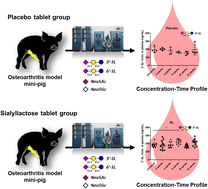 Graphical abstract: Temporal quantitative profiling of sialyllactoses and sialic acids after oral administration of sialyllactose to mini-pigs with osteoarthritis