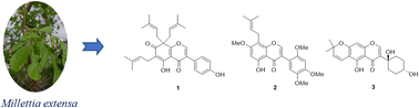 Graphical abstract: Rare prenylated isoflavonoids from the young twigs of Millettia extensa and their cytotoxic activities