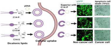 Graphical abstract: Dicationic amphiphiles bearing an amino acid head group with a long-chain hydrophobic tail for in vitro gene delivery applications