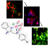 Graphical abstract: Evaluation of cytotoxic properties of two fluorescent fac-Re(CO)3 complexes bearing an N,N-bidentate benzimidazole coligand