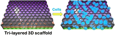 Graphical abstract: Functionally gradient three-dimensional graphene foam-based polymeric scaffolds for multilayered tissue regeneration