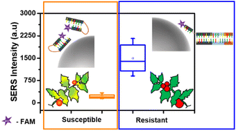 Graphical abstract: SERS combined with PCR as a potent tool for detecting mutations: a case study of tomato plants
