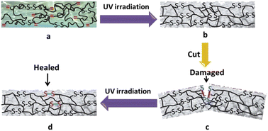 Graphical abstract: Research advances in UV-curable self-healing coatings